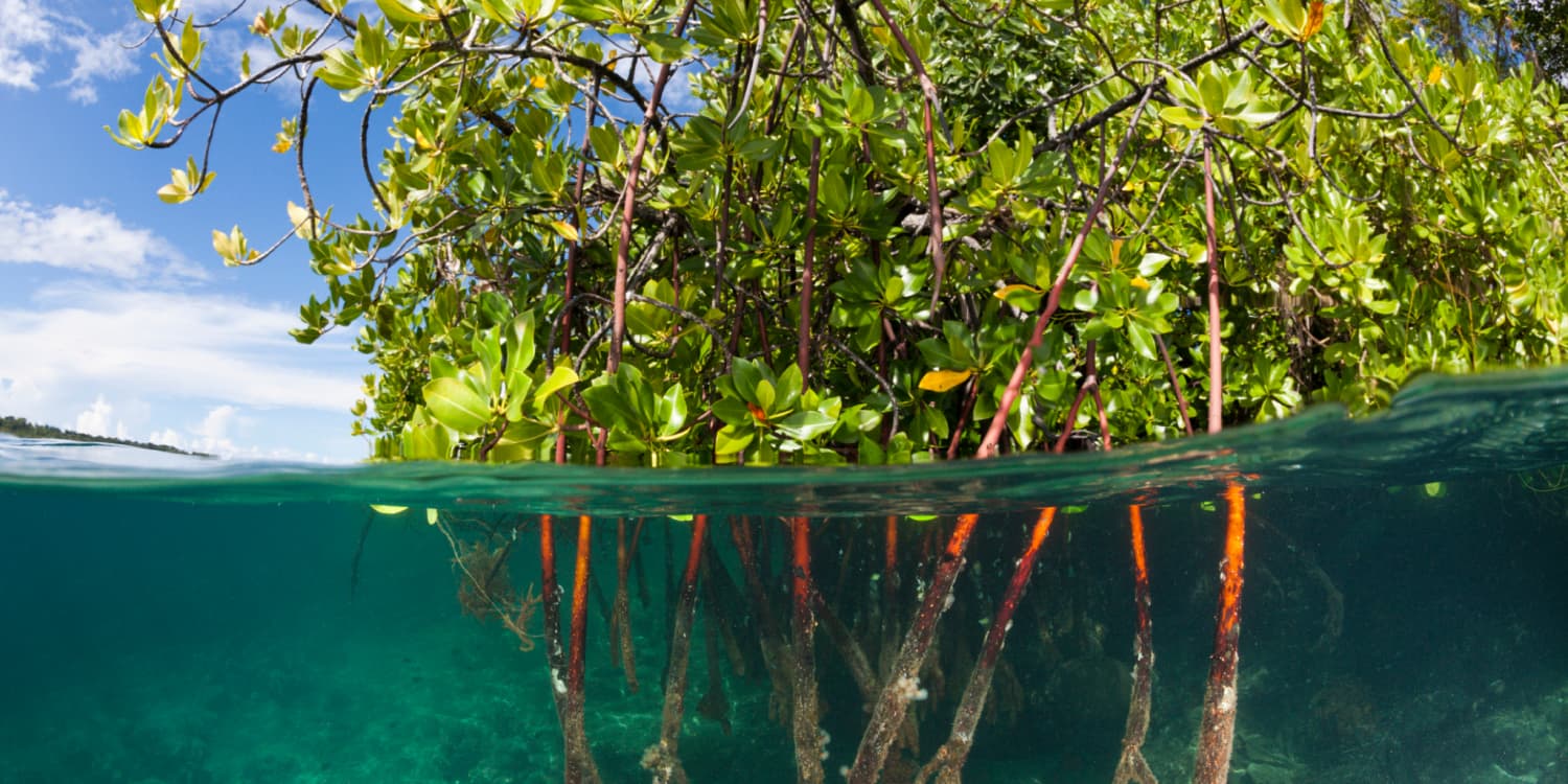 We can observe a mangrove in clear water.