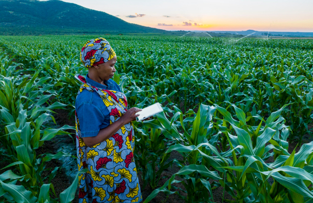 An African woman standing in a field looks at her digital tablet.  
