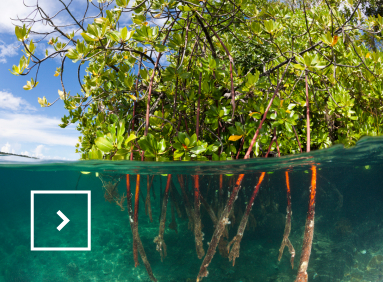 We can observe a mangrove in clear water.  
